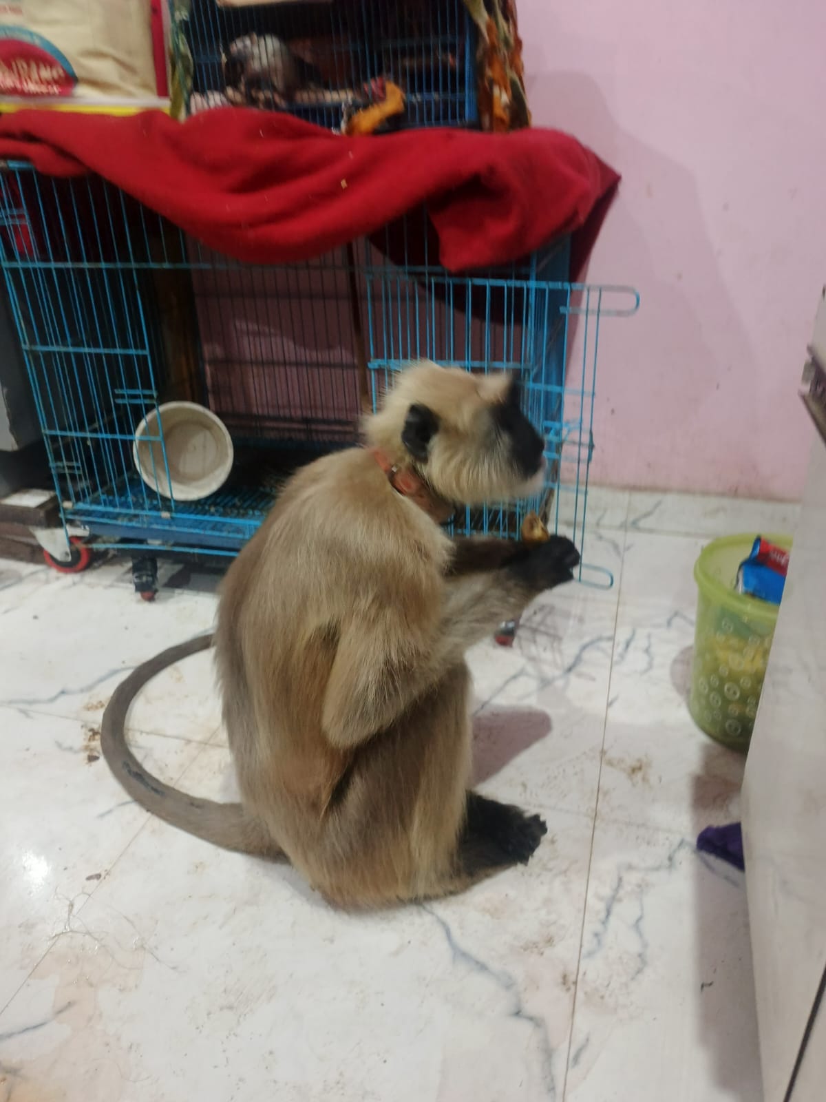 Maruti Rescue